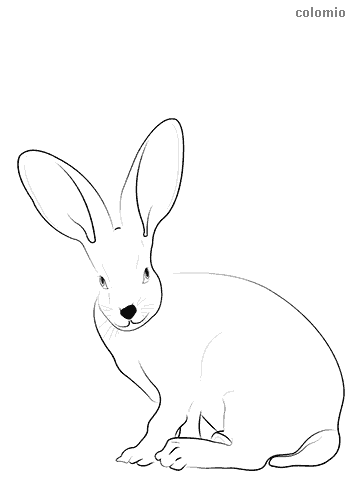 Rabbits coloring pages free printable rabbit coloring sheets