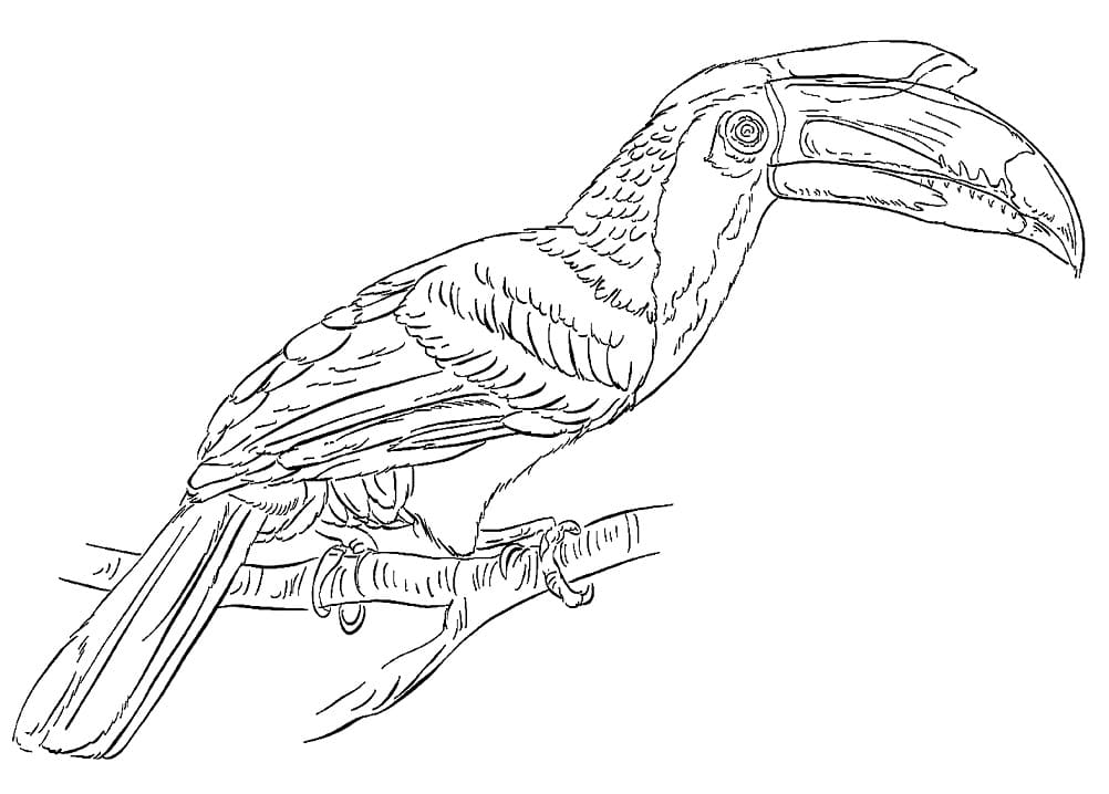 Hornbill coloring pages