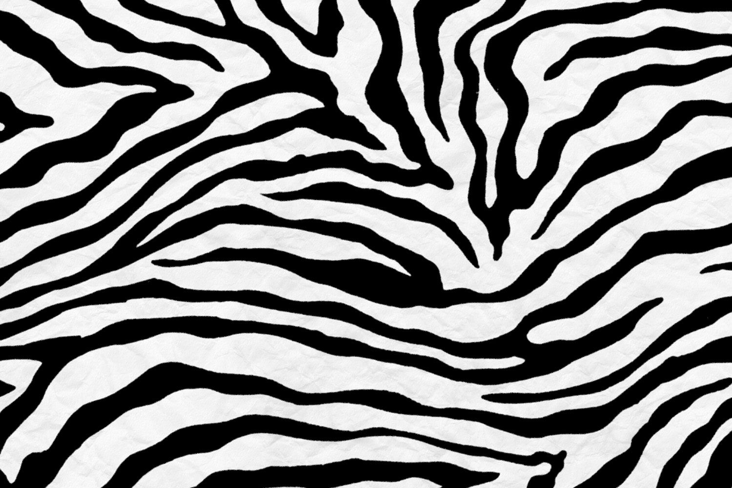 Download Free 100 + zebra background