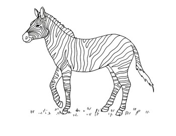 Plains zebra coloring page by mama draw it tpt