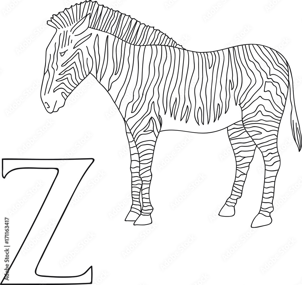 Vector hand drawn illustration capital letter z on alphabet card black and white realistic zebra isolated kids abc school education coloring page for children vector