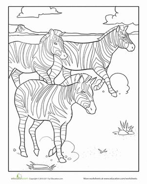 Stampeding zebras worksheet education animal coloring pages zebra coloring pages zebras