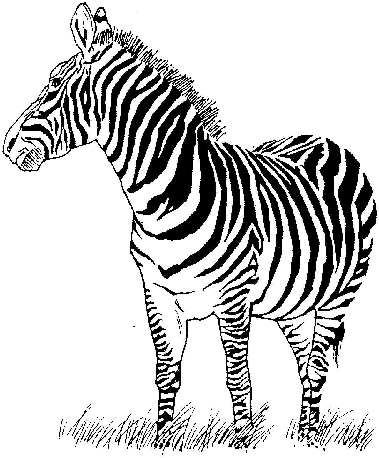 Free printable zebra coloring pages for kids