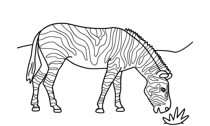 Zebra s