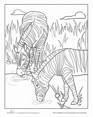 Zebras drinking worksheet education zebras dog coloring page farm animal coloring pages