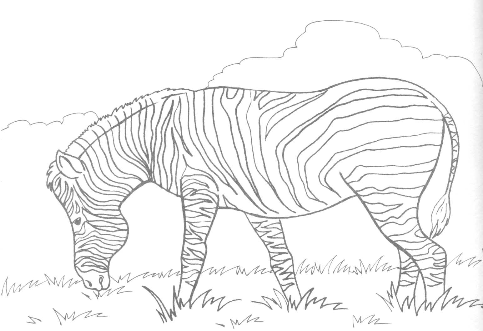 Free printable zebra coloring pages for kids