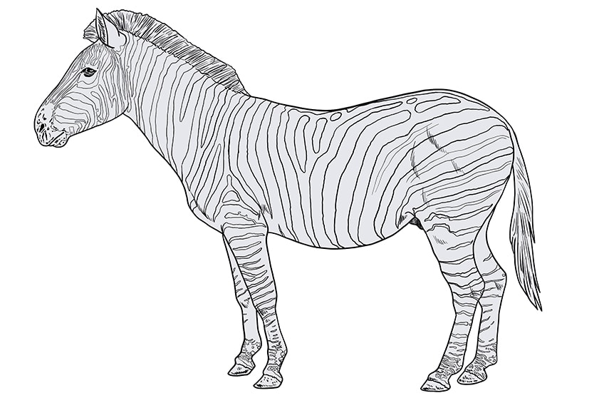 Easy How to Draw a Zebra Tutorial and Zebra Coloring Page