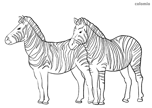 Zebras coloring pages free printable zebra coloring sheets