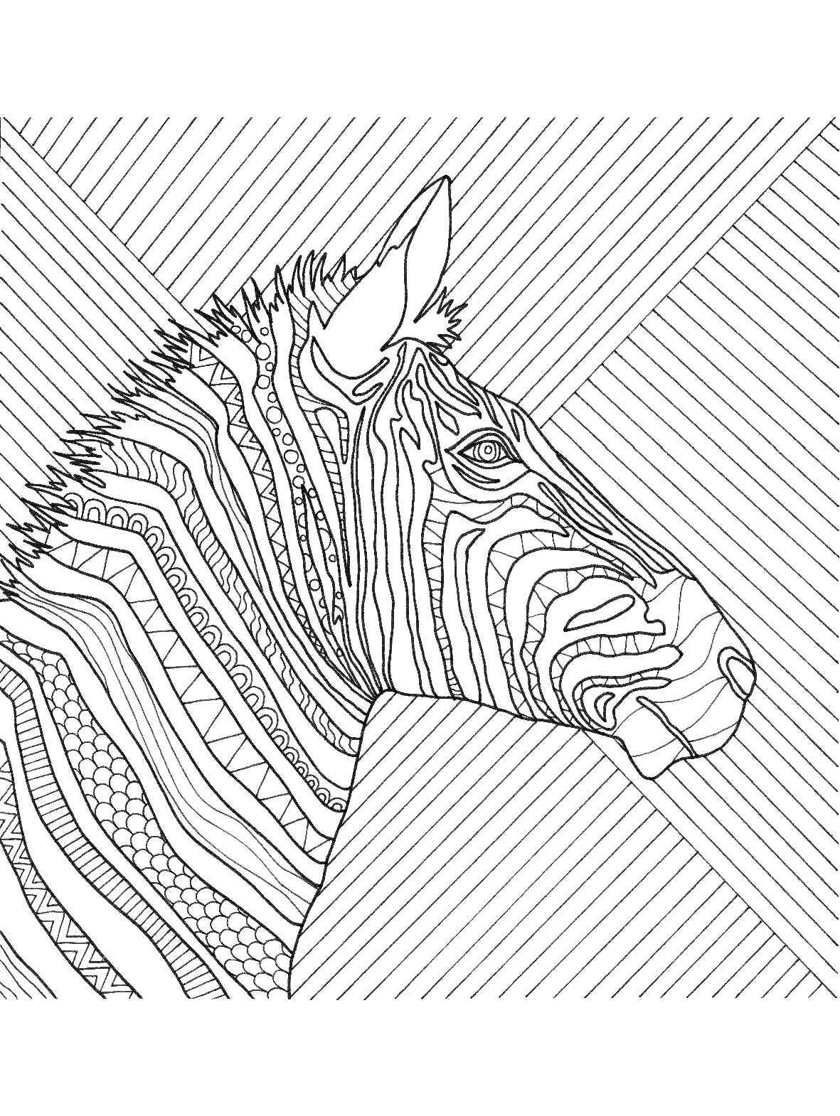 Zebra coloring pages for adults