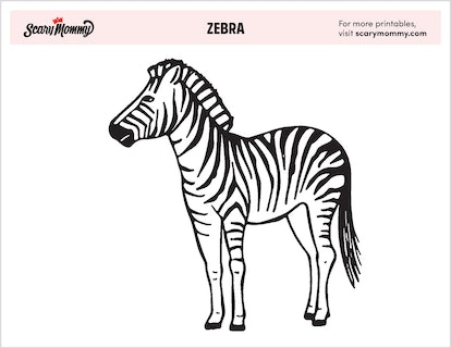 Zebra coloring pages destined for more than black and white