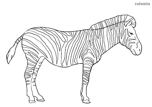 Zebras coloring pages free printable zebra coloring sheets