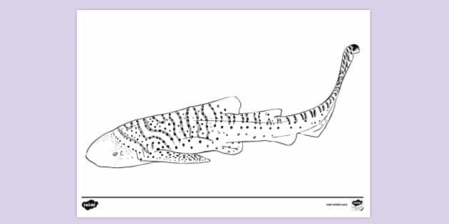 Zebra shark colouring sheet colouring sheets