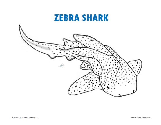 Zebra shark coloring page lesson plan