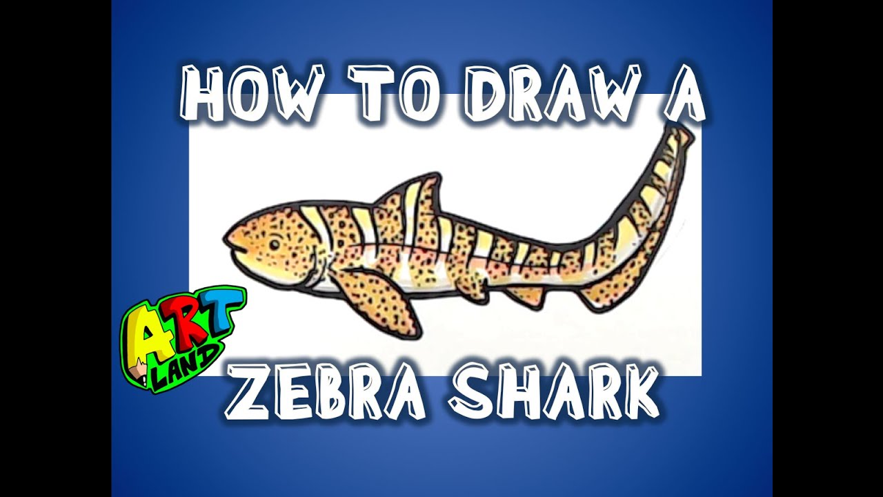 How to draw a zebra shark