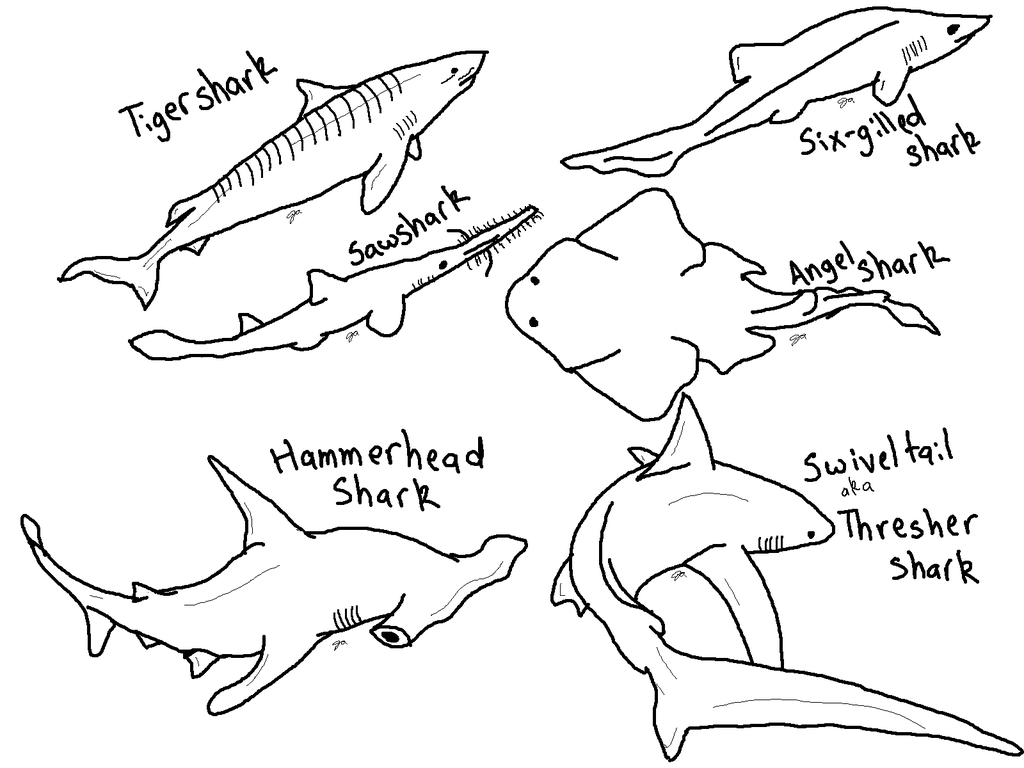 Printable coloring pages shark coloring pages coloring pages shark