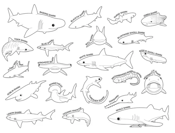 Zebra shark vector images