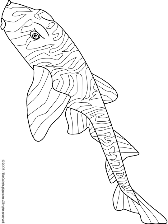 Zebra bullhead shark coloring page audio stories for kids free coloring pages colouring printables