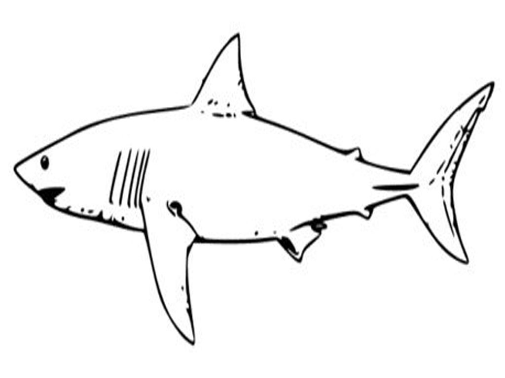 Free printable shark coloring pages for kids