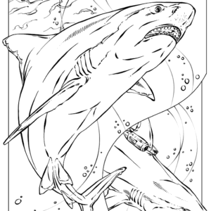 Shark coloring pages printable for free download