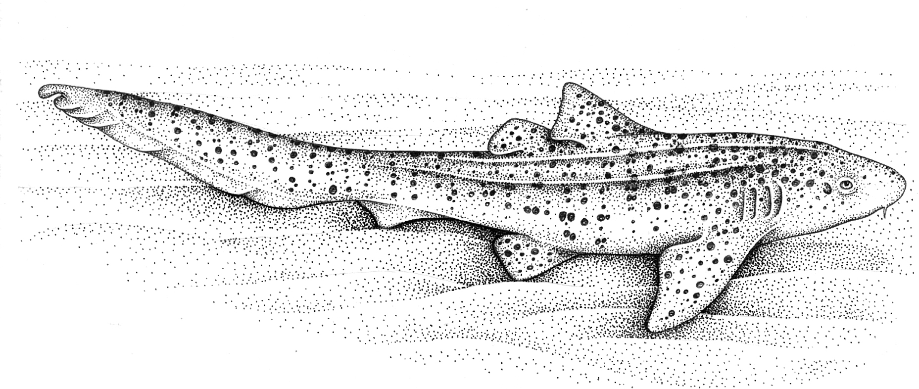 Zebra shark stegostoma fasciatum