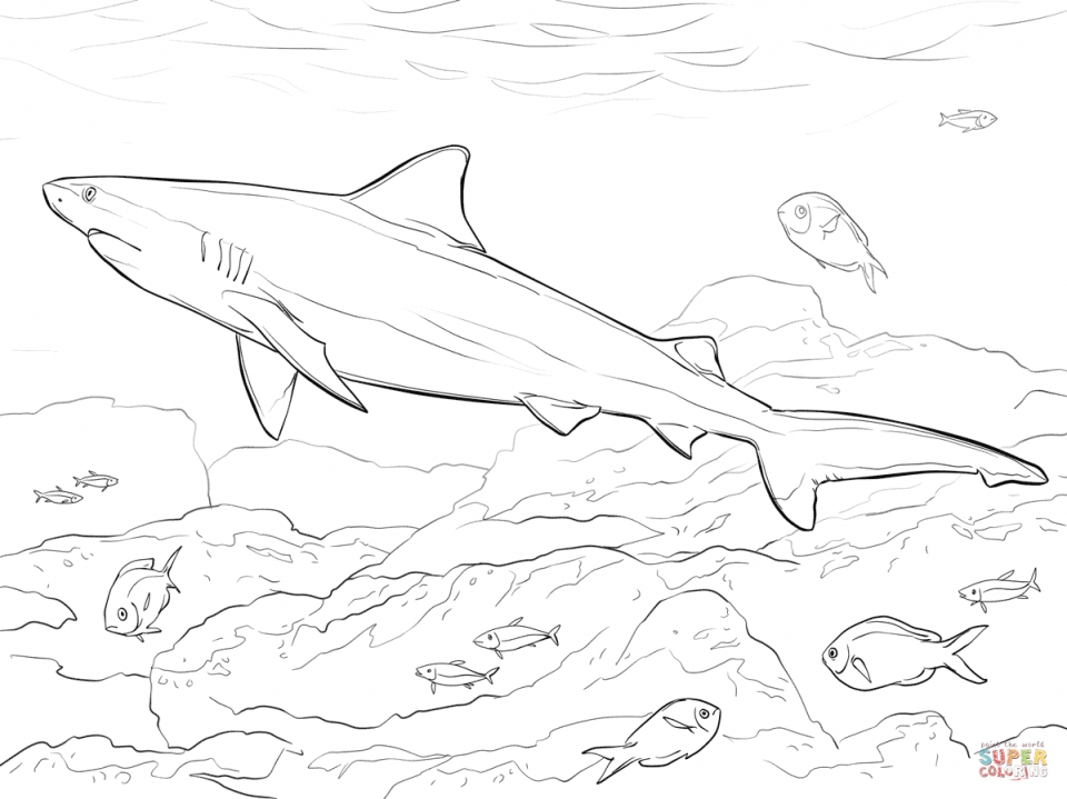 Free printable shark coloring pages