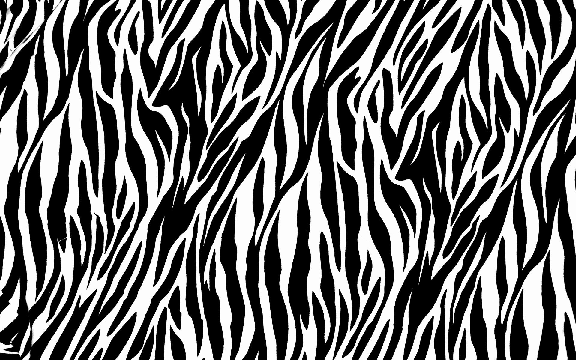 Zebra wallpapers