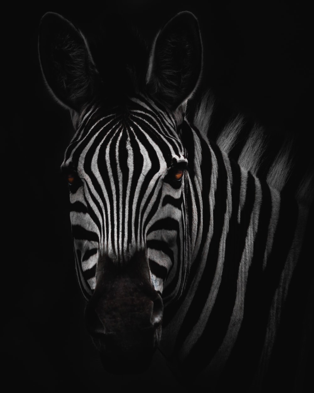 Zebra pictures download free images on