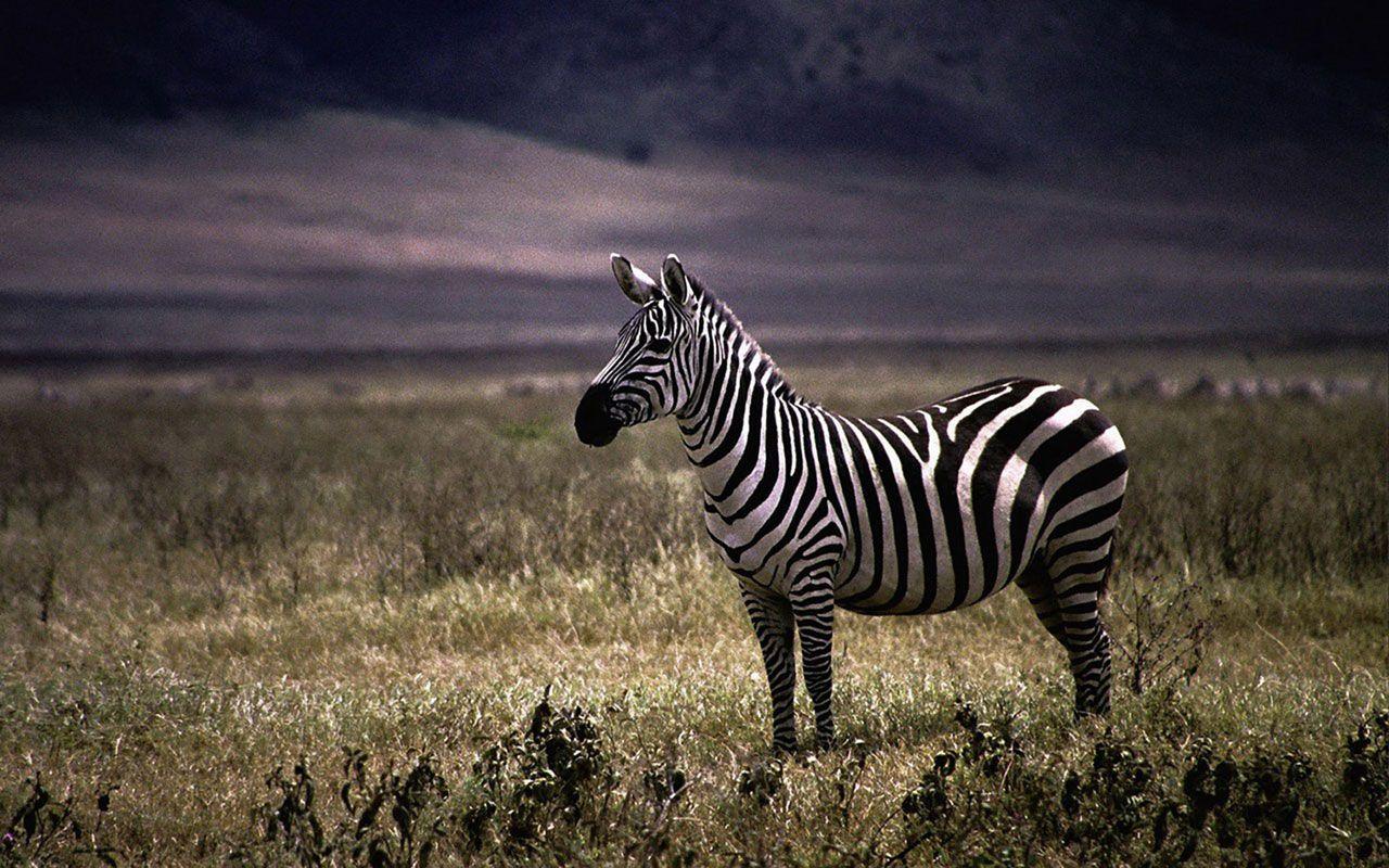 Zebra hd wallpapers