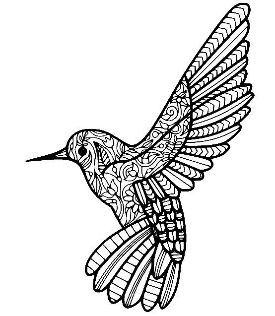 Hummingbird coloring pages printable for free download