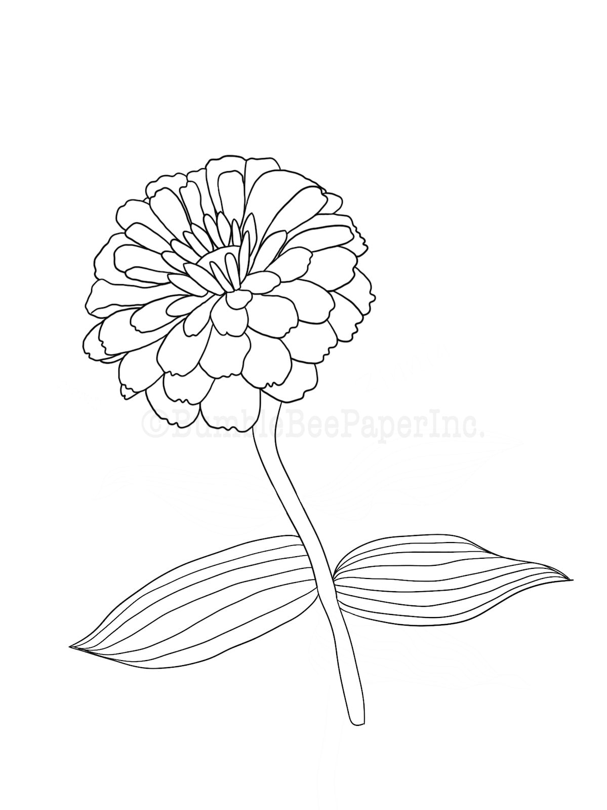 Zinnia zinnia elegans flower coloring pagewall art instant download