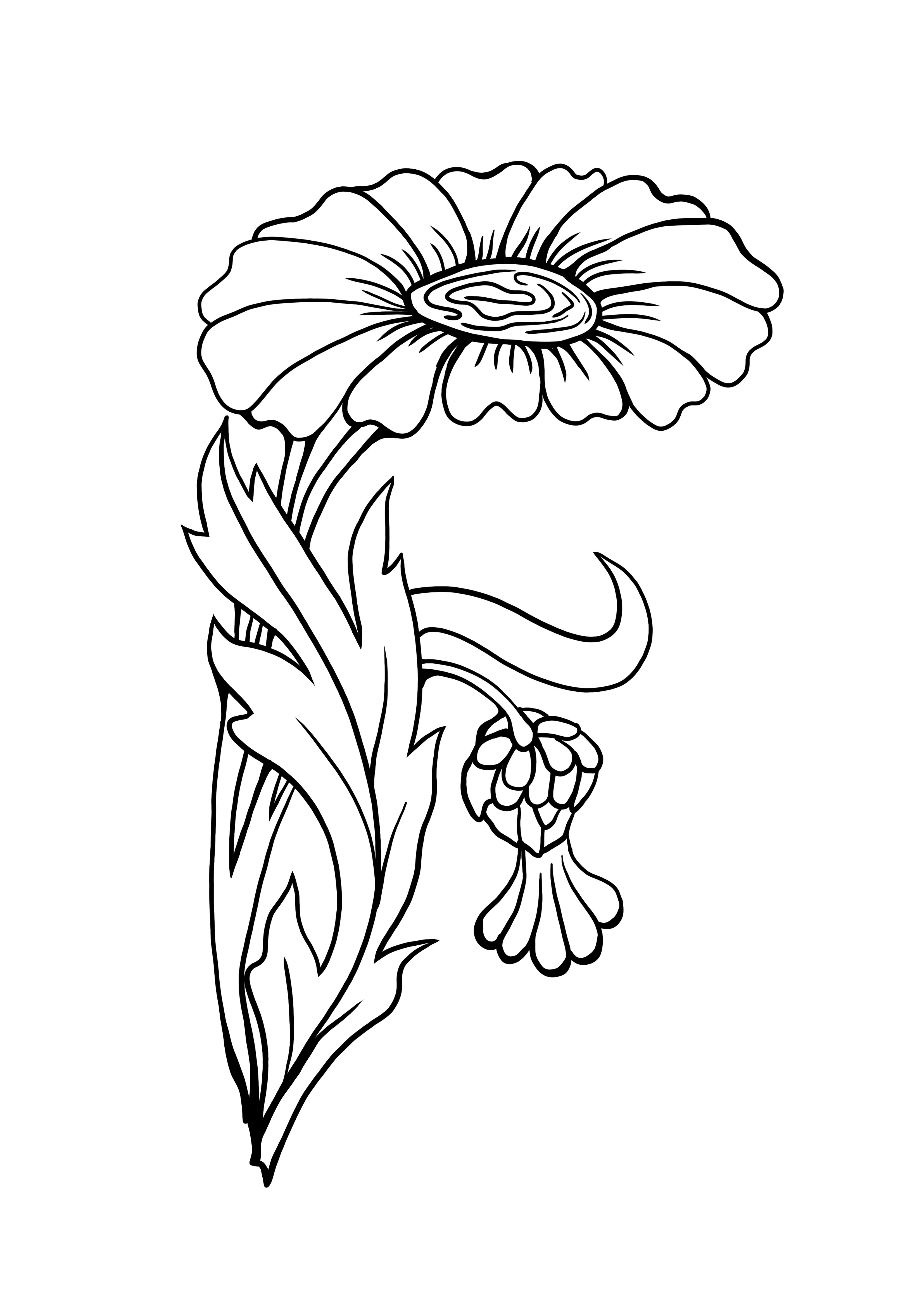 Best zinnia flower coloring page