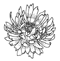 Flowers zinnia coloring pages