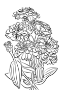 Zinnia coloring pages free coloring pages