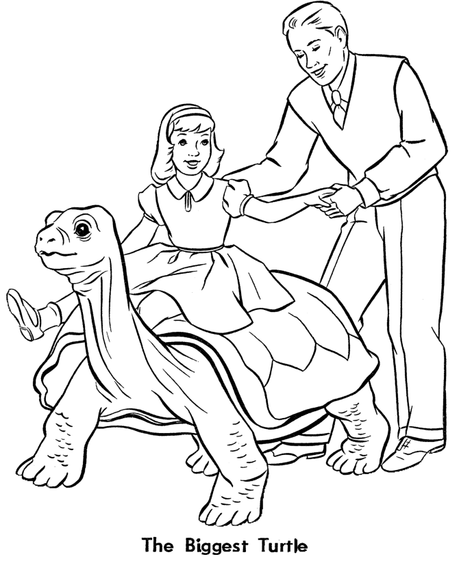 Zoo animal coloring pages zoo turtle exhibit coloring page sheet