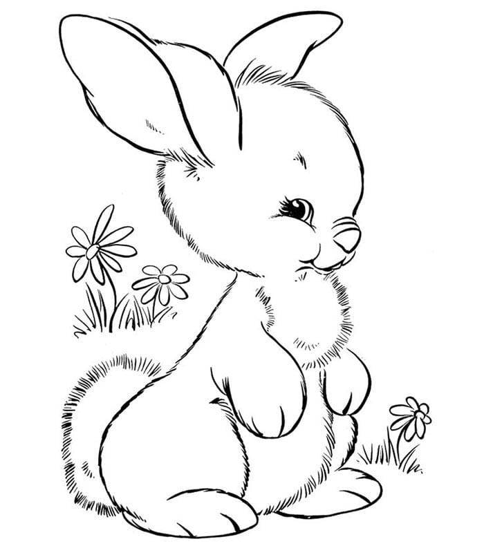 Animal colouring pages free download print