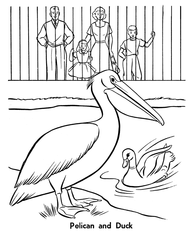 Zoo birds coloring pages zoo pelican and duck birds coloring page and kids activity sheet