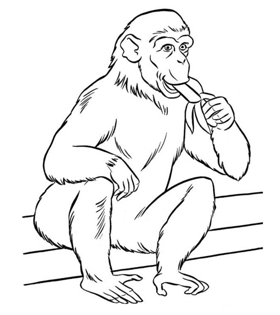 Top free printable zoo coloring pages online