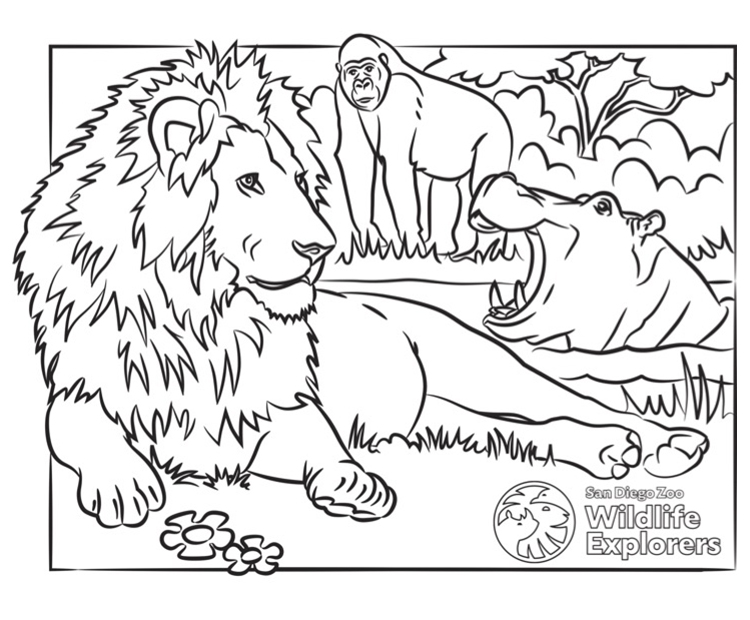 Coloring page lion and friends san diego zoo wildlife explorers