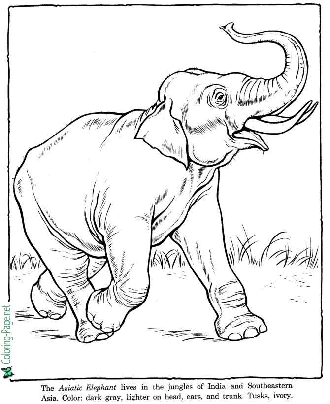 Zoo coloring pages