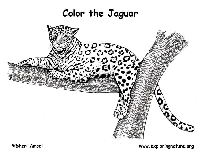 Jaguar coloring page