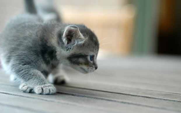 Cute Grey Kitten Wallpapers