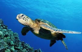 google chrome backgrounds sea turtle