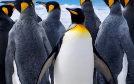 penguin Wallpapers, Free Wallpaper Downloads, penguin Desktop Wallpapers