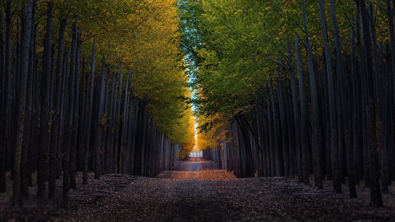 Autumn Trees Road Wallpapers - 1600x900 - 663231