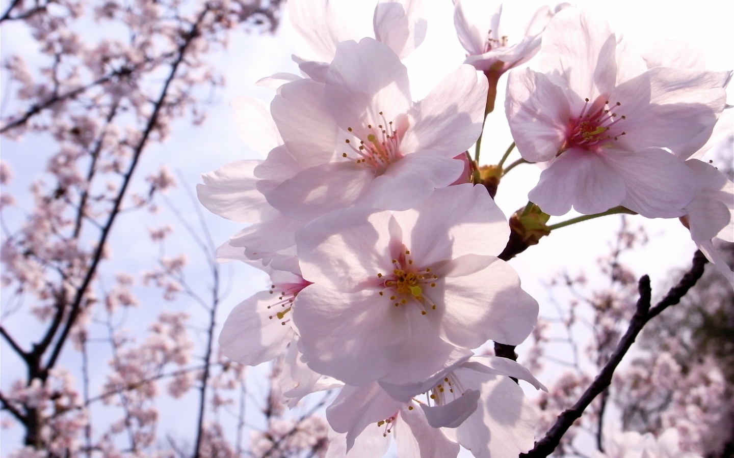 Blooming Apple Flower Wallpapers - 1440x900 - 324371