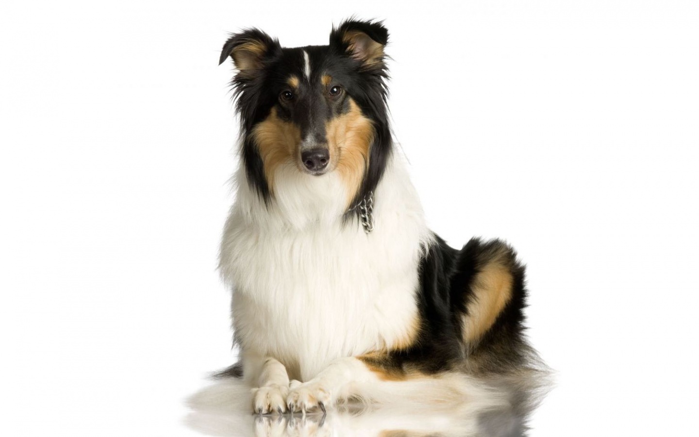 Collie Dog Wallpapers - 1440x900 - 171750