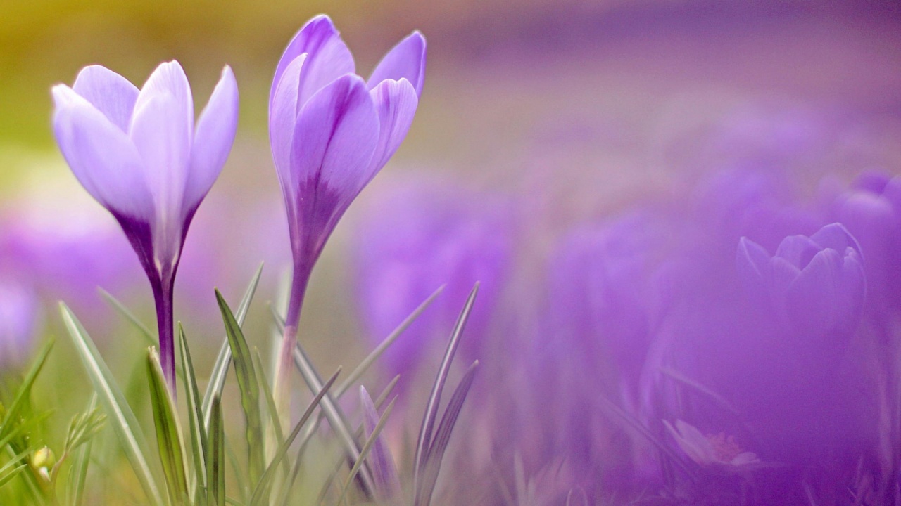 Crocuses Flowers Spring Wallpapers - 1280x720 - 207681