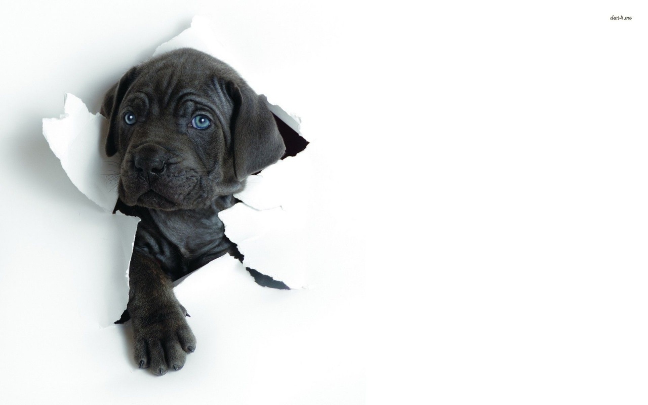 Cute Labrador Puppy Wallpapers - 1280X800 - 114270