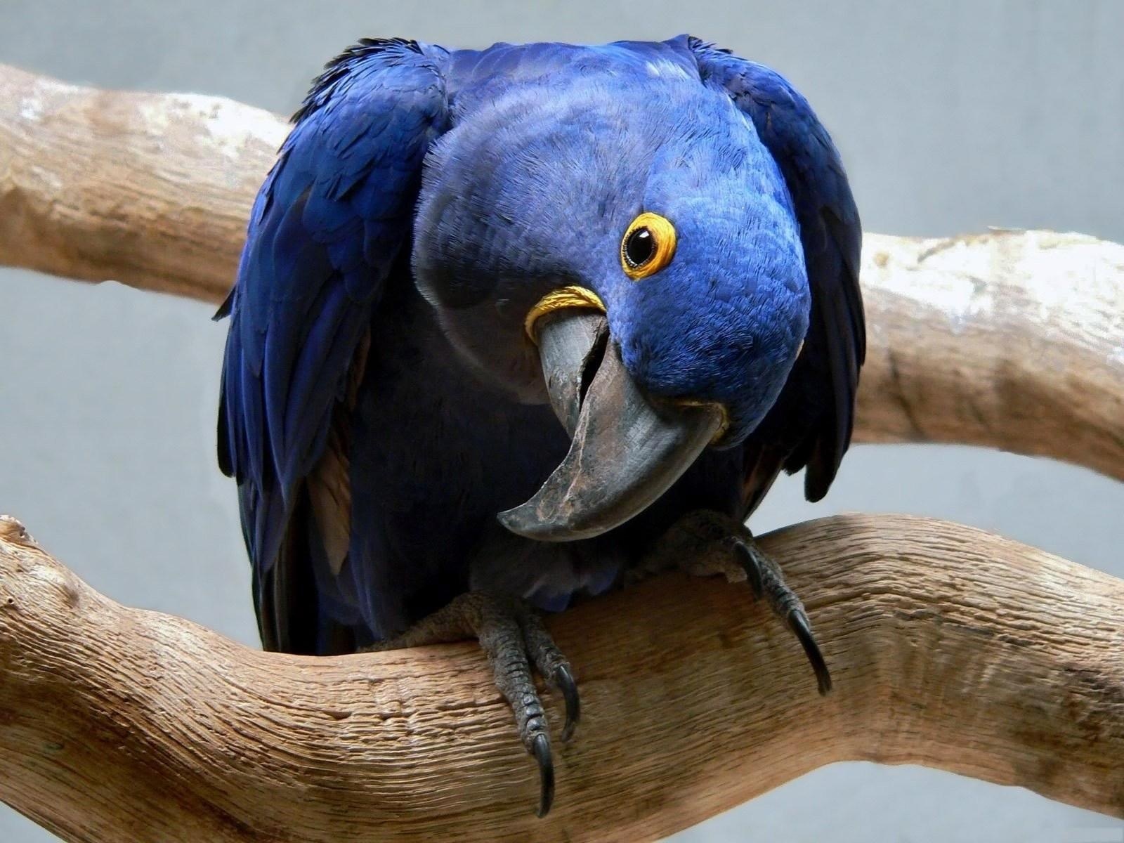 Dark Blue Parrot Wallpapers - 1600x1200 - 417396