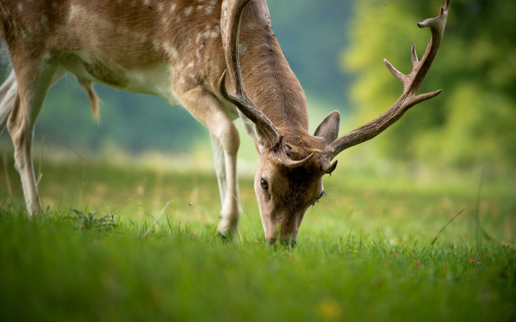 Deer Eating Summer Grass Wallpapers - 1680x1050 - 367688